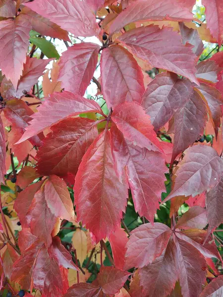 Feuilles Automne Flore Saison Automne Sur Fond Gros Plan — Photo