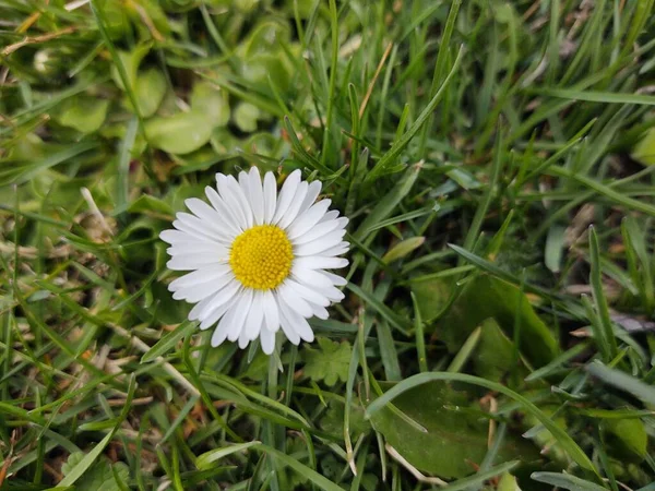 Yeşil Çimlerde Güzel Papatya Çiçeği — Stok fotoğraf