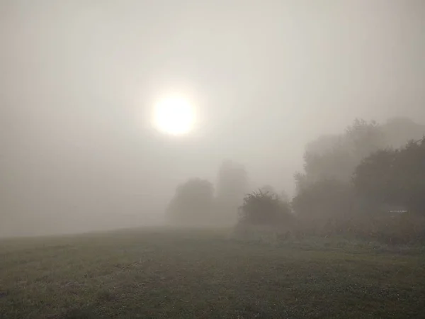 Ködös Reggel Erdőben — Stock Fotó