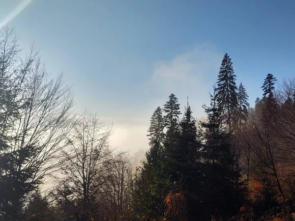 Hermoso Bosque Misterioso Con Niebla —  Fotos de Stock