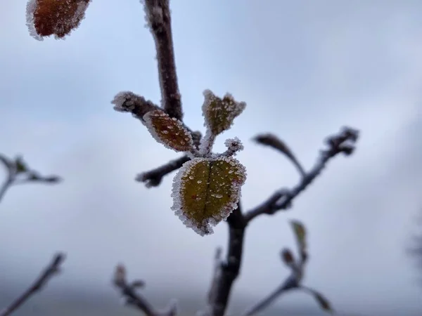 Planta Congelada Estação Inverno — Fotografia de Stock