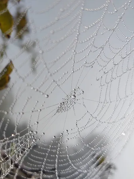 Close Spider Web Forest — Stock Photo, Image