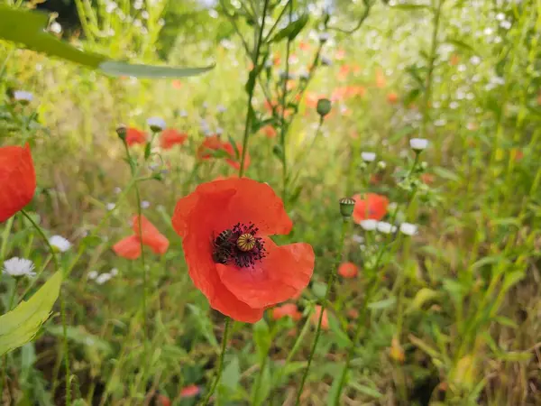 Röda Vallmoblommor Fältet — Stockfoto