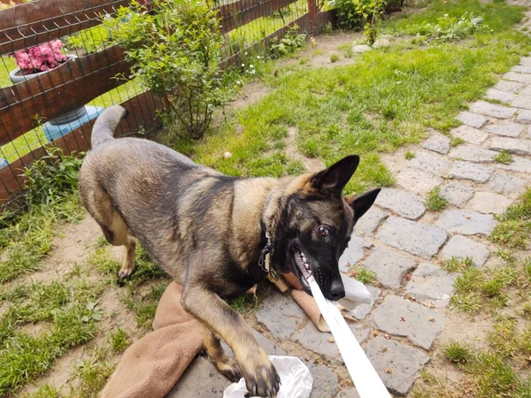 Tysk Herdehund Med Vit Trasa Munnen — Stockfoto