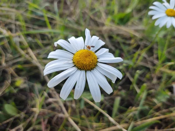 Bahçedeki Beyaz Papatya Çiçeği Doğa Arka Planında — Stok fotoğraf
