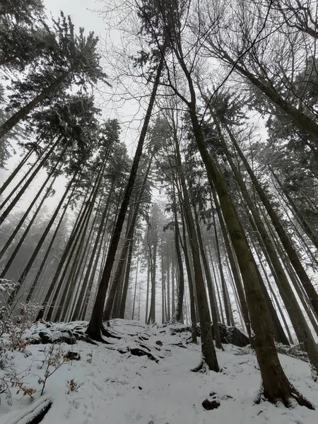 Zimowy Krajobraz Śnieżny Lasu — Zdjęcie stockowe