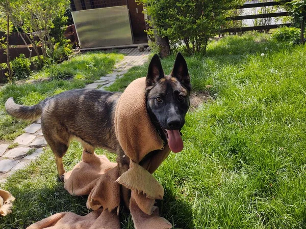 庭で布で遊ぶドイツの羊飼いの犬 — ストック写真
