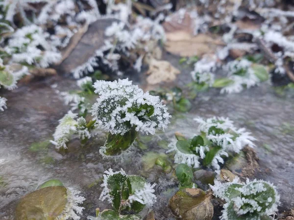 Zelené Fozenové Listy Zimním Lese — Stock fotografie