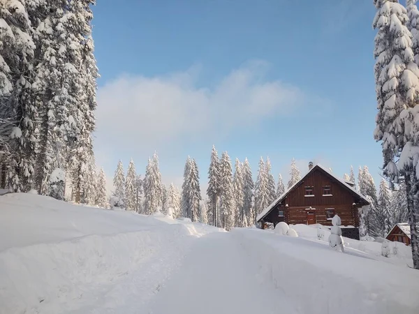 Vacker Snöig Skog Med Trähus Vintern — Stockfoto