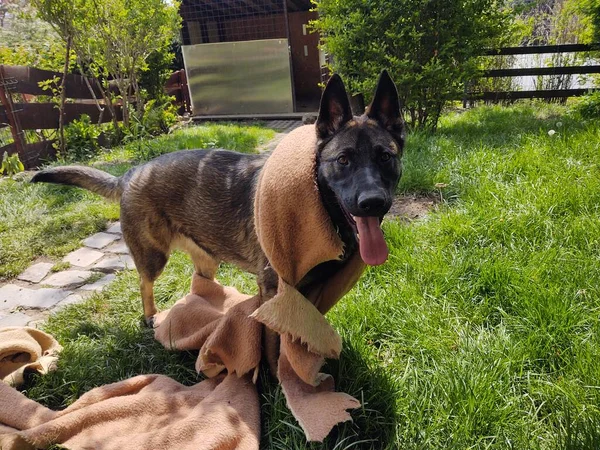 Duitse Herder Hond Spelen Met Doek Tuin — Stockfoto