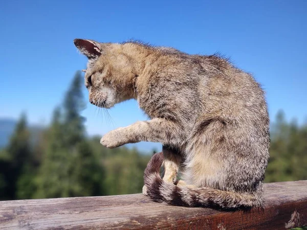 Niedliche Katze Auf Holzbalkon — Stockfoto