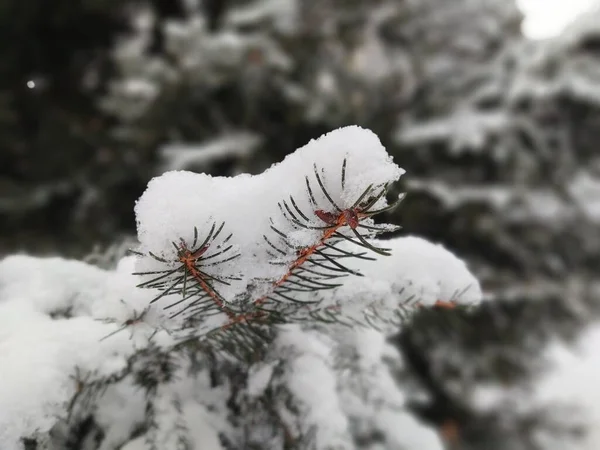 Tree Branches Snow Winter Forest — Stock Photo, Image