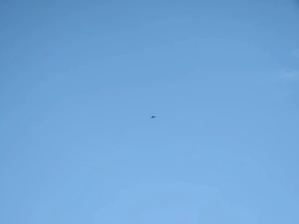 Pássaro Voando Céu Azul — Fotografia de Stock