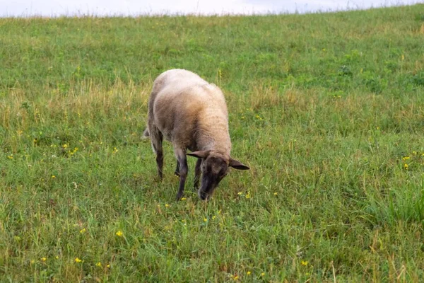 Πρόβατα Βόσκησης Ορεινό Λιβάδι — Φωτογραφία Αρχείου