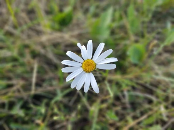 Flor Margarida Branca Jardim Fundo Natureza — Fotografia de Stock