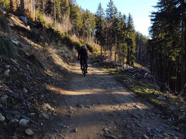 山地森林骑自行车的骑自行车者 — 图库照片