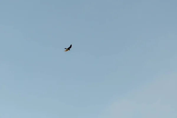 Pássaro Voando Céu Azul — Fotografia de Stock