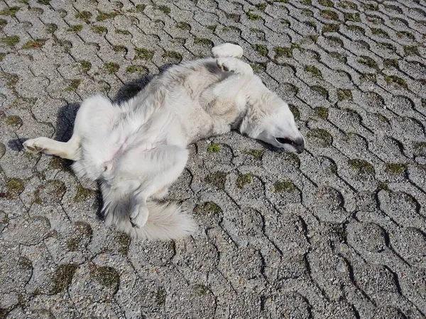 Pies Leżący Chodniku Mieście — Zdjęcie stockowe