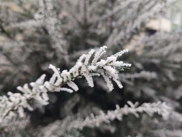 Větve Stromů Sněhem Zimním Lese — Stock fotografie