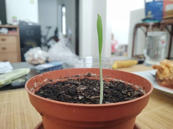 Gros Plan Jeune Plante Pot — Photo