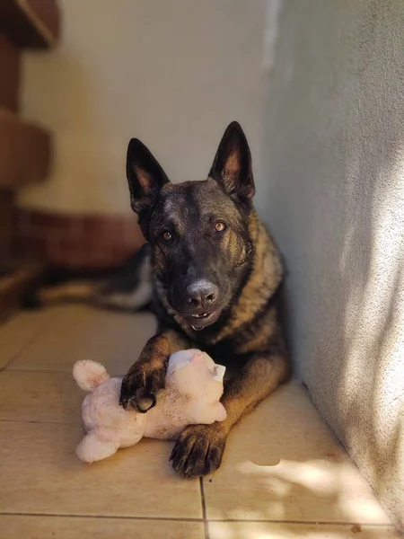 Cão Pastor Alemão Com Brinquedo Perto Casa — Fotografia de Stock