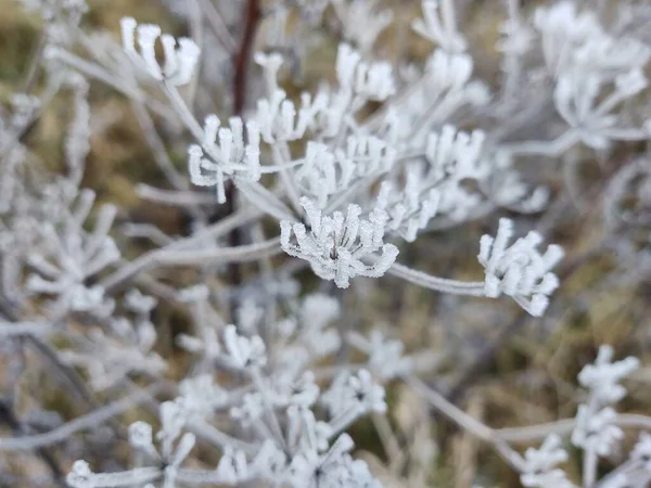 Close Frozen Plant Winter — Stock Photo, Image