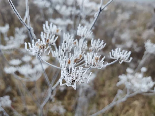 Paisaje Invernal Con Plantas Cubiertas Nieve —  Fotos de Stock