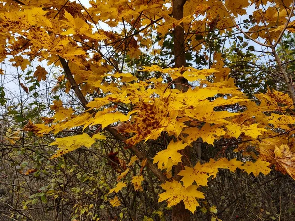 Sonbaharda Portakal Yapraklı Ağaç — Stok fotoğraf