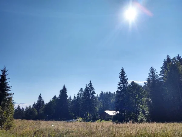 Schöne Berglandschaft Mit Wald — Stockfoto