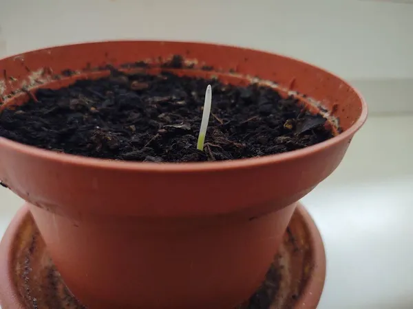 Primer Plano Planta Joven Maceta — Foto de Stock