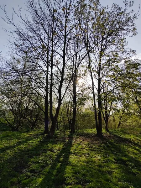 Gyönyörű Erdő Tavaszi Szezonban — Stock Fotó