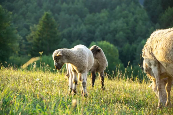Dağ Çayırlarında Otlayan Koyun Sürüsü — Stok fotoğraf