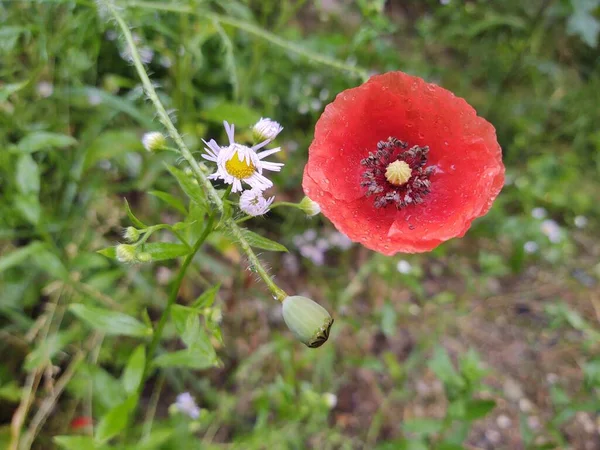 Vacker Röd Vallmo Blomma Trädgården — Stockfoto