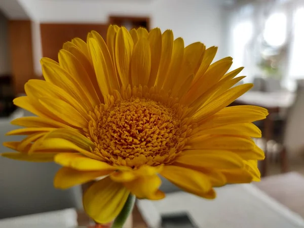 Nahaufnahme Der Schönen Gelben Blume — Stockfoto