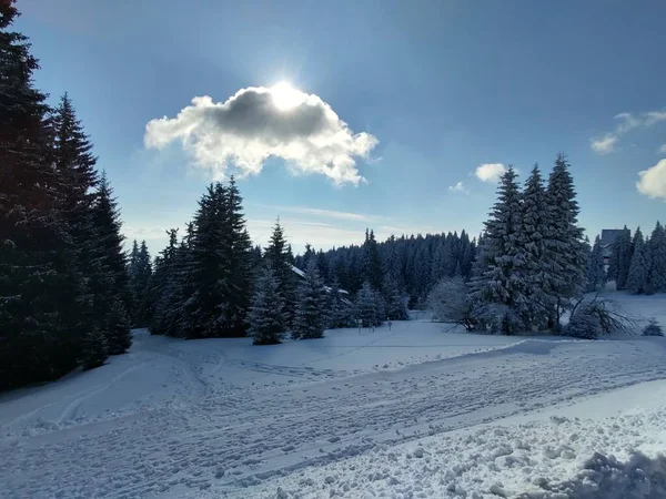 Beau Paysage Hivernal Avec Forêt — Photo