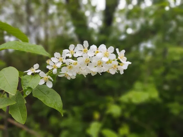 Білі Квіти Гілках Зеленому Саду — стокове фото