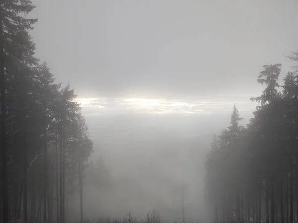 Hermoso Bosque Invierno Con Árboles Niebla —  Fotos de Stock