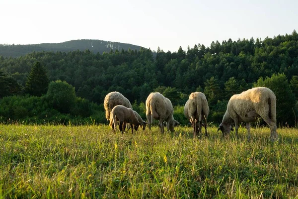 Stado Owiec Pasących Się Łące Górskiej — Zdjęcie stockowe