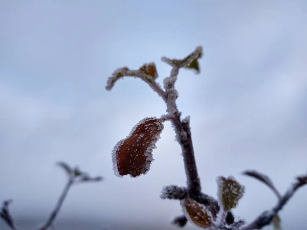 Fagyasztott Növény Téli Szezonban — Stock Fotó