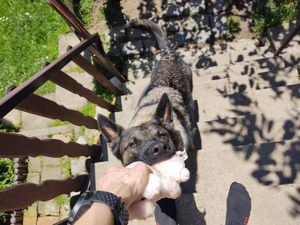 Mujer Tomando Juguete Perro Boca Escaleras —  Fotos de Stock