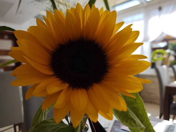 Schöne Gelbe Sonnenblume Aus Nächster Nähe — Stockfoto