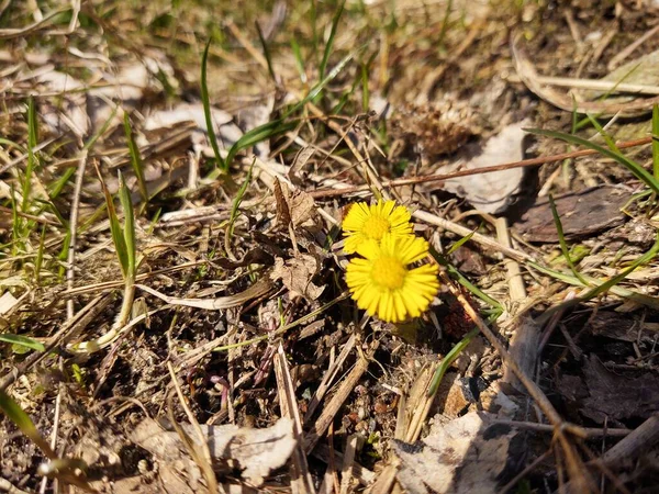 Sárga Virágok Közelsége Erdőben — Stock Fotó