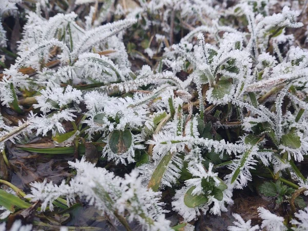 Groene Fozen Bladeren Het Winterbos — Stockfoto