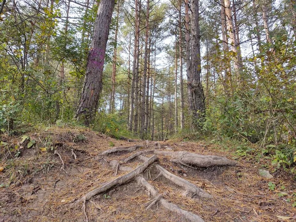 Schöner Grüner Wald Tag — Stockfoto