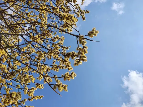 Прекрасні Гілки Дерев Весняний Сезон — стокове фото