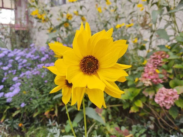 Żółte Kwiaty Zielonym Ogrodzie — Zdjęcie stockowe