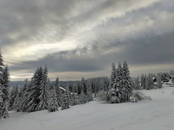 Όμορφο Χειμερινό Δάσος Στα Βουνά Χιονισμένα Δέντρα — Φωτογραφία Αρχείου