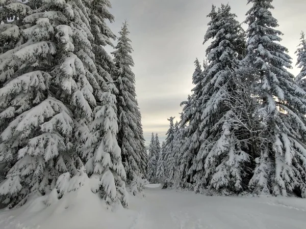 Bellissimo Paesaggio Invernale Con Foresta — Foto Stock