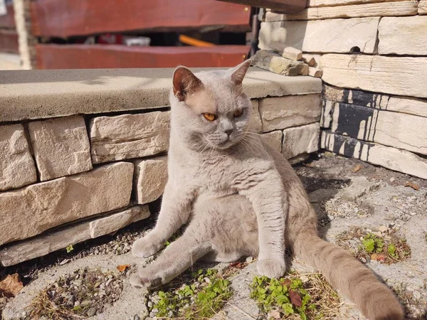 Кіт Сидить Тротуарі Сонці — стокове фото