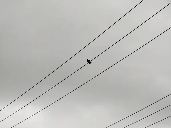 Oiseau Assis Sur Des Lignes Électriques Sur Fond Ciel Gris — Photo